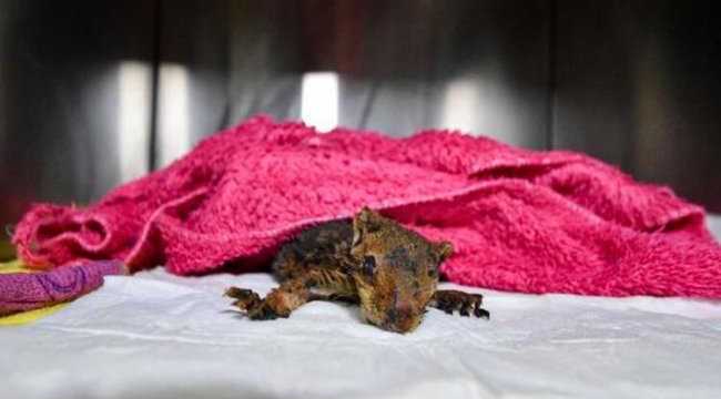 Alevlerden kurtulan yavru sincap yoğun bakımda