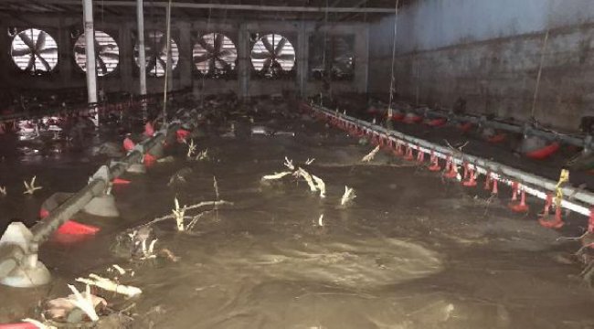 Bartın'da selde 24 bin tavuk öldü