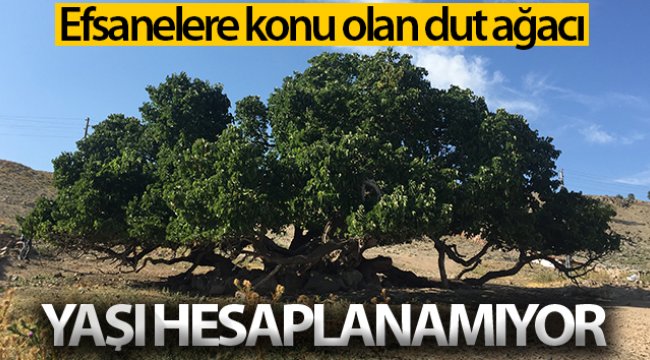 Bu ağacın yaşı hesaplanamıyor