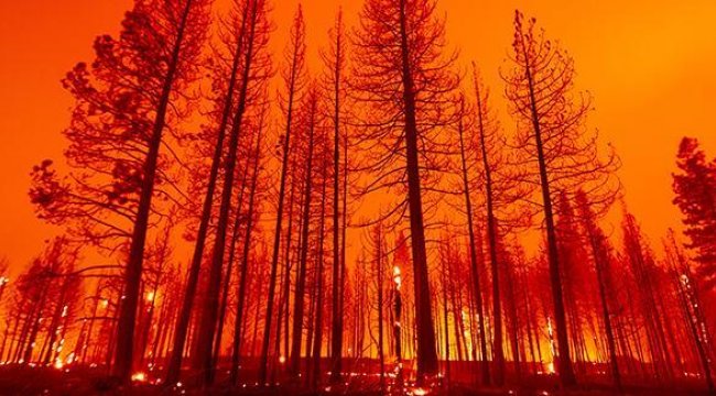 California'da 3 haftadır devam eden orman yangını tekrar büyümeye başladı