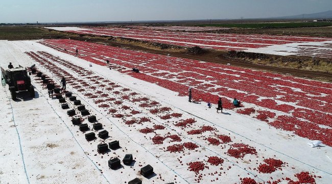 Diyarbakır&#039;da yetiştiriliyor! Avrupa ülkeleri ve ABD&#039;ye ihraç ediliyor
