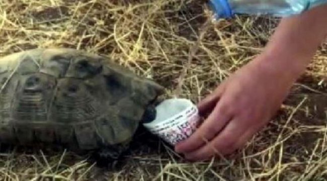 Kaplumbağaya elleriyle su içirdiler