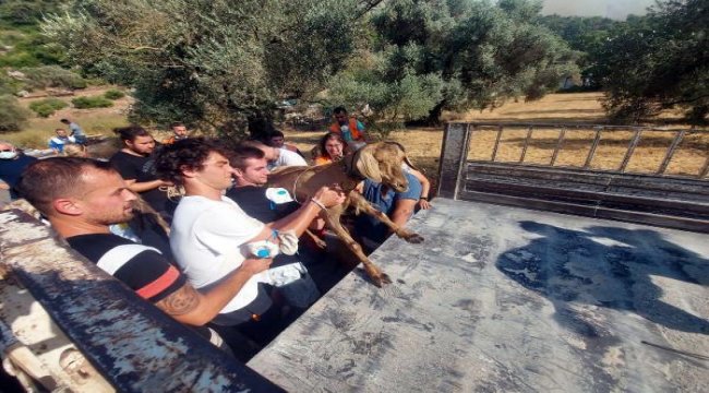 Marmaris'teki yangın 5 gündür devam ediyor! 35 keçi yanmaktan kurtarıldı