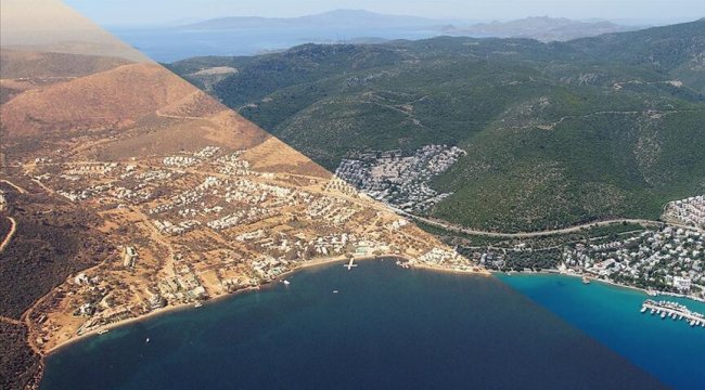 Pakdemirli: Yanan orman alanları 3-5 yılda tamamen 'yeşil örtüye' dönüşecek