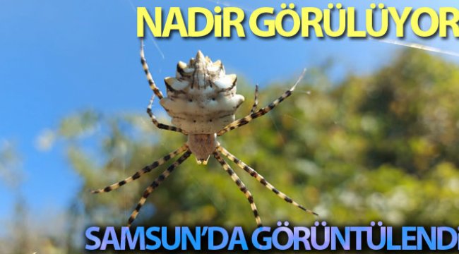 Samsun&#039;da &#039;argiope lobata&#039; örümceği görüntülendi