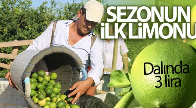 Sezonun ilk limonu dalında 3 lira