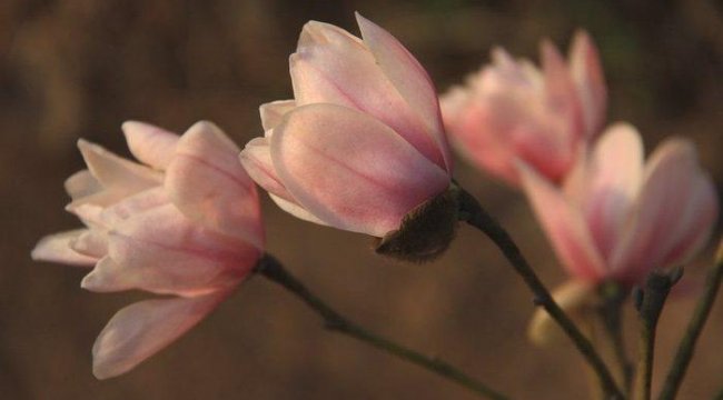 Yapılan bir araştırmaya göre &#039;her üç ağaçtan biri vahşi doğada yok olma tehlikesiyle karşı karşıya&#039;