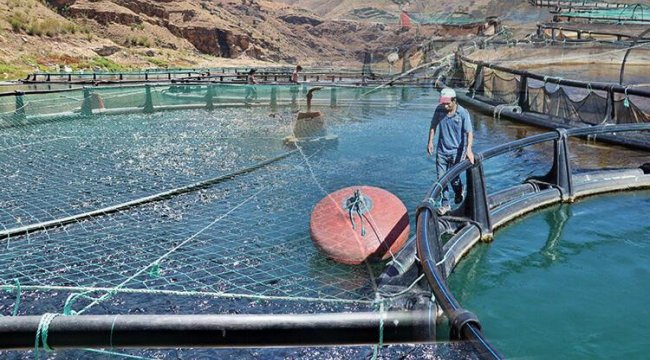 Bakanlık desteğiyle kurulacak! Milyonlarca üretilecek... İthalat yüzde 50 azalacak