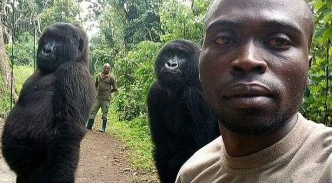 Herkes onu selfie fotoğrafıyla tanıdı! 14 yaşındaki goril hayatını kaybetti