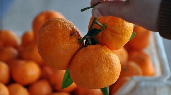 Mandalina ihracatında hedef 500 milyon dolar