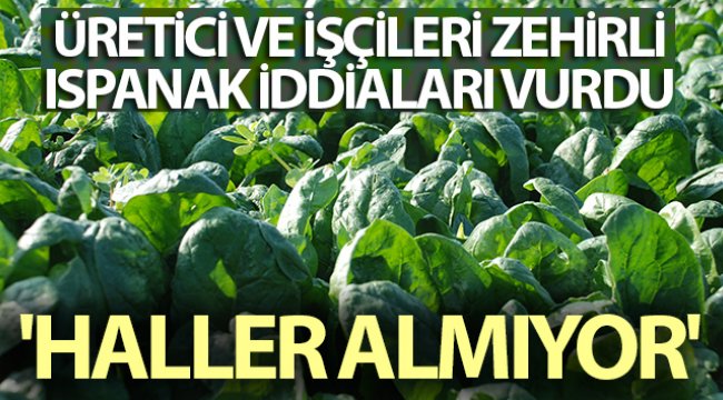 Üretici ve işçileri zehirli ıspanak iddiaları vurdu: 'Haller ıspanak almıyor'