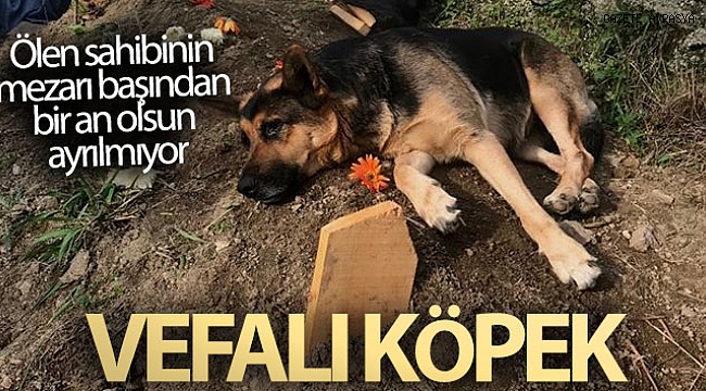 Vefalı köpek, ölen sahibinin mezarı başından bir an olsun ayrılmıyor.