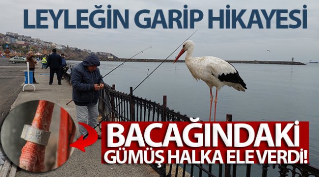 Bacağındaki gümüş halka ele verdi: Leyleğin garip hikayesi