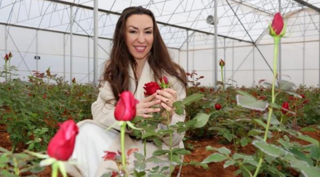 Kırgızistanlı Leyla, devlet desteği ile kesme gül serası kurdu