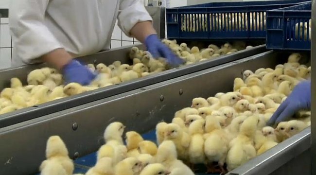 Milyarlarca hayvanı kurtaracak gelişme!