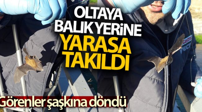 Oltaya balık yerine yarasa takıldı