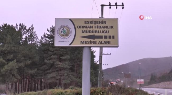 Türkiye'nin en büyük orman fidanlığından yavru vatana 50 bin fidan