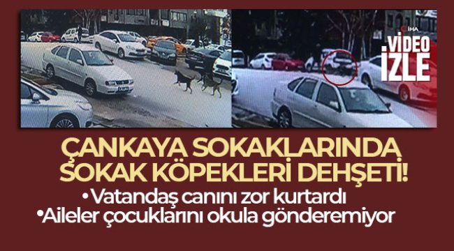 Çankaya sokaklarında sokak köpekleri dehşeti