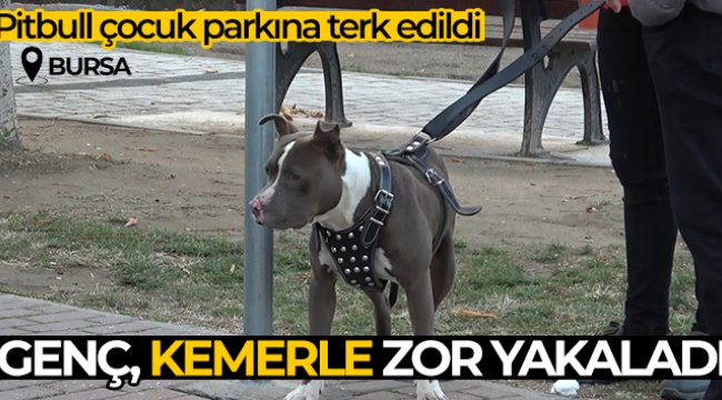 Çocuk parkına terkedilen Pitbull&#039;u kemeriyle yakaladı