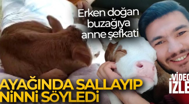 Erken doğan buzağıya anne şefkati, ayağında sallayıp ninni söyleyerek uyutuyor
