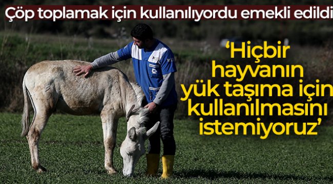Mardin’de çöp toplamakta kullanılan eşek emekli oldu