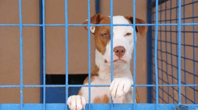 Yasaklı ırklarda yavru ve hasta köpekler için düzenleme yok