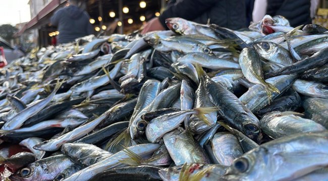 Yok satıyor! Denizlerde istavrit bolluğu