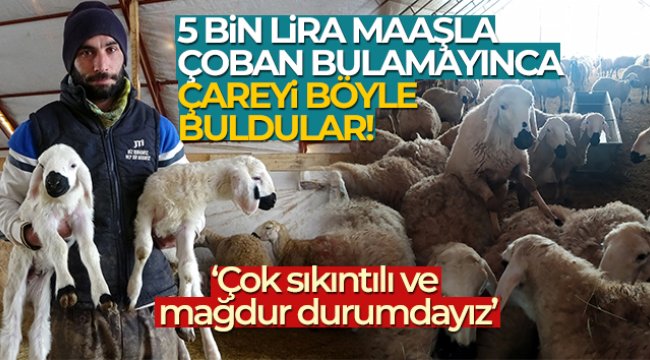 Çobanlık değere bindi, patronlar sürülerin başına geçip çoban oldu