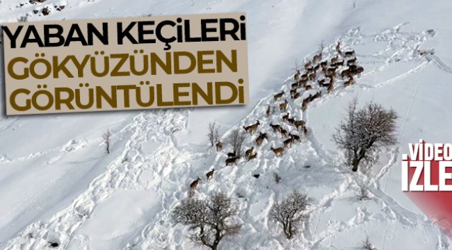 Yaban keçileri gökyüzünden görüntülendi
