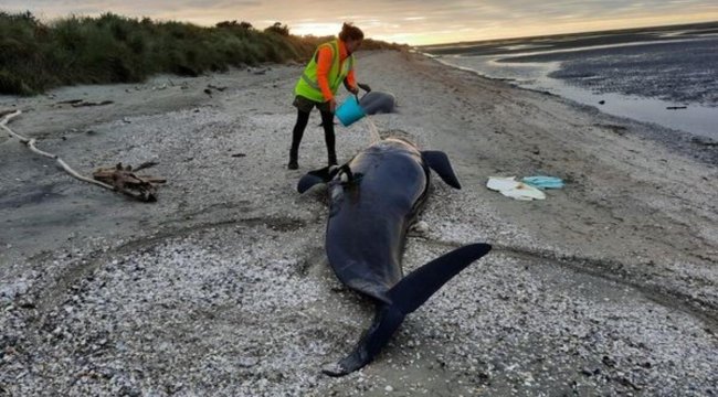 Yeni Zelanda&#039;da karaya vuran balinalardan 31&#039;i telef oldu