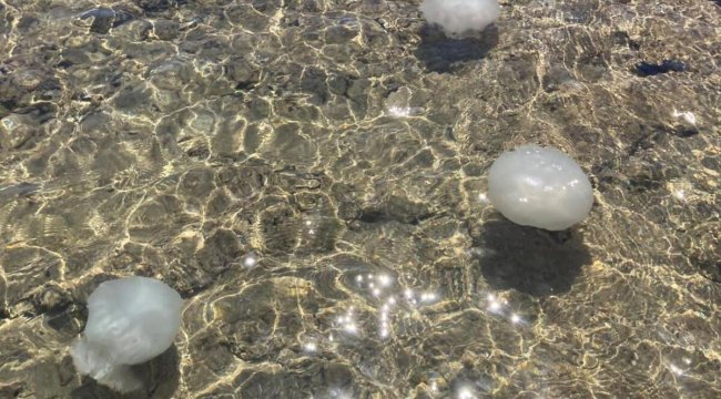 Akdeniz sahillerinden sevindiren haber: Denizanalarının sayıları günden güne azalıyor