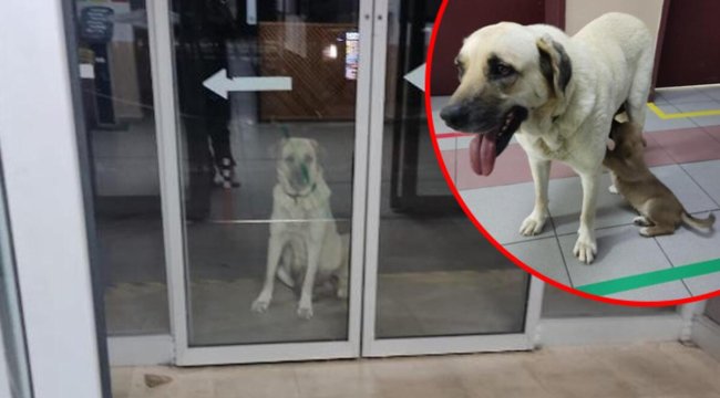 Duygulandıran anlar... Yavrusunu takip edip 2 saat boyunca hastane kapısında bekledi
