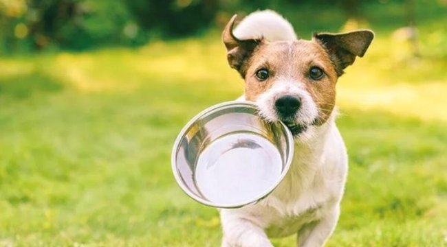 Emniyette köpek yüzünden yaşanan olay adliyelik oldu
