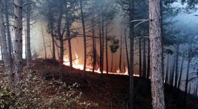 İzmir Ödemiş'te orman yangını! Ekipler bölgede