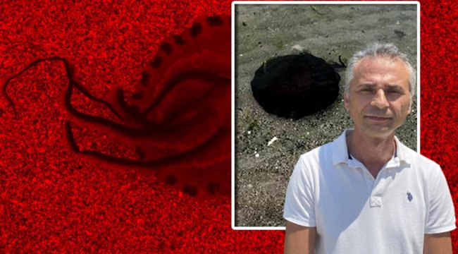 Dikkat! Marmara'da sayıları giderek artıyor... Uyarı geldi: Dokunulursa...