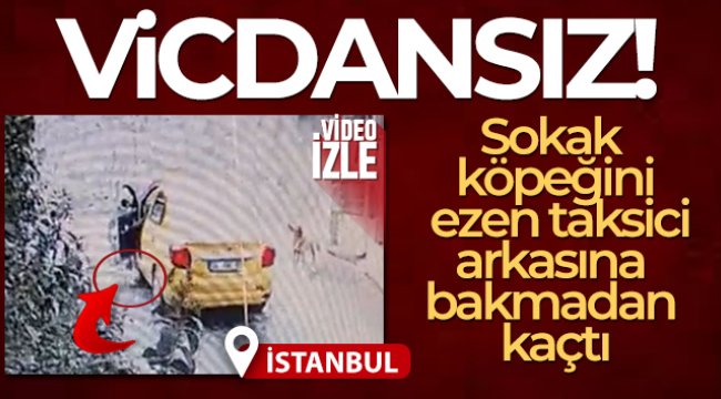 Maltepe’de sokak köpeğini ezen taksici, arkasına bakmadan kaçtı