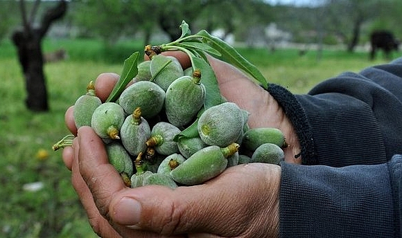 Çağla-badem kilosu 100 liradan satılıyor!
