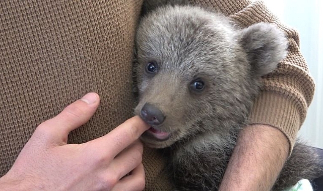 Yolda bulduğu ayı yavrusunu evine getirdi