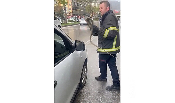 Getirdiği saksı çiçeklerinin arasından yılan çıktı