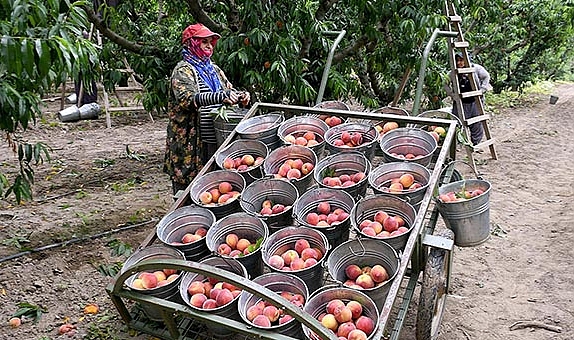 Kuşadası’nda ‘Rich May’ şeftalisi hasat ediliyor
