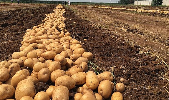 Tarlada 7 tezgahta 15! Patateste erkenci hasadı başladı…