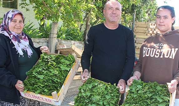 Üzümden önce yaprağı gelir kapısı oldu