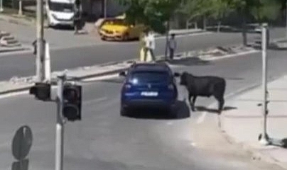 İzmir'de kurban manzarası! Danalar kaçtı, sahipleri kovaladı