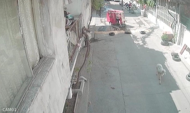 Kesim esnasında kaçan kurbanlık koyun çalındı