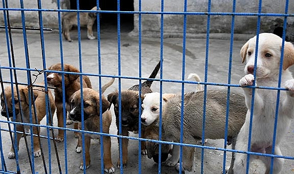 Kuşadası’nda sahipsiz hayvanların ihtiyaçları ücretsiz karşılanıyor