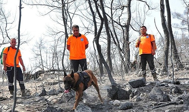 Manisa'daki yangın sabotaj mı? Gizemi 'Tarzan' çözecek