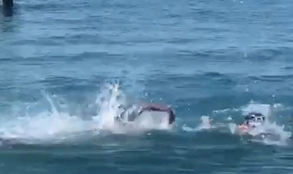 Panik yaratan balık için uzmandan ‘Korkmayın’ açıklaması