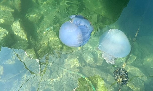 Denizanaları İzmir'in Foça sahillerine akın etti: Sakın dokunmayın