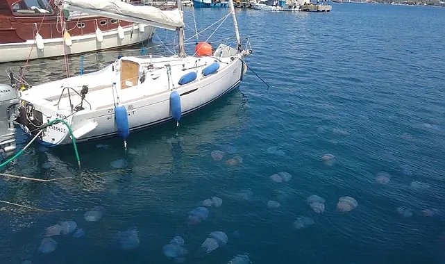 Foça sahillerinde denizanası istilası