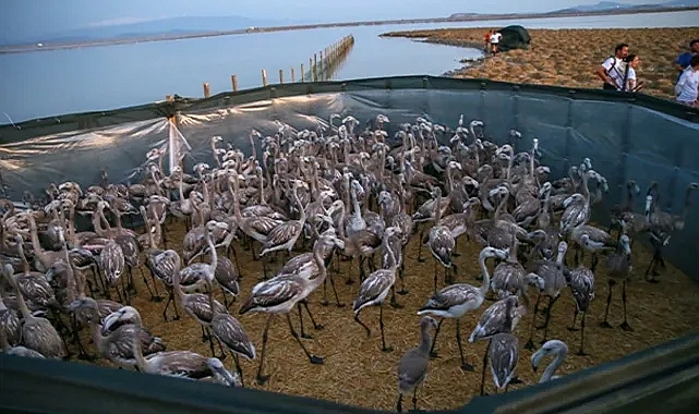 İzmir'de halkalanan yavru flamingoların yaşamı takip edilecek